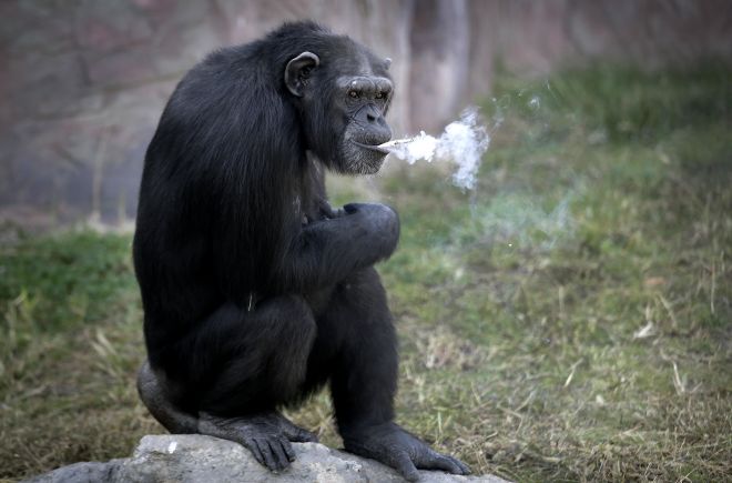 smoking Chimp.jpg